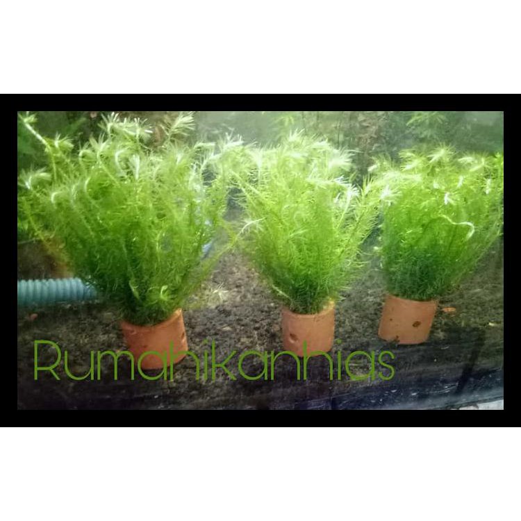 Bayar Ditempat Tanaman Aquascape Mayaka Green Kode 288 Shopee