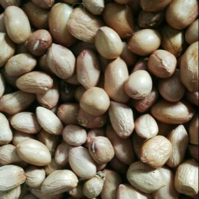 

KACANG TANAH
