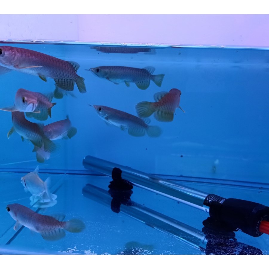 ikan Arwana Golden Red Size 10-12Cm #PromoSPecial!!