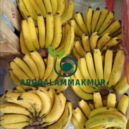 Bibit Pisang Ambon Kuning Super