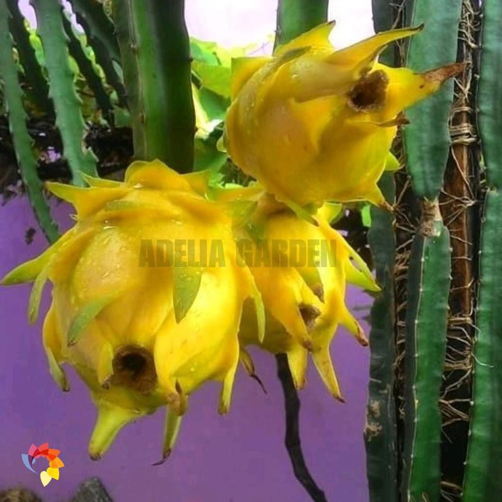 Okulasi Tanaman Tanaman Golden Dragon Fruit - Bibit Buah Naga Kuning Tanpa Duri *_$ B@4Ru