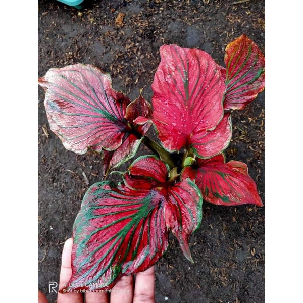 Keladi Super Red Ceria