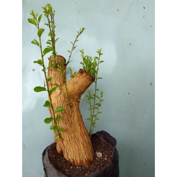 Bahan bonsai sisir /tanaman sisir /bonsai sisir berkarakter jumbo subur.