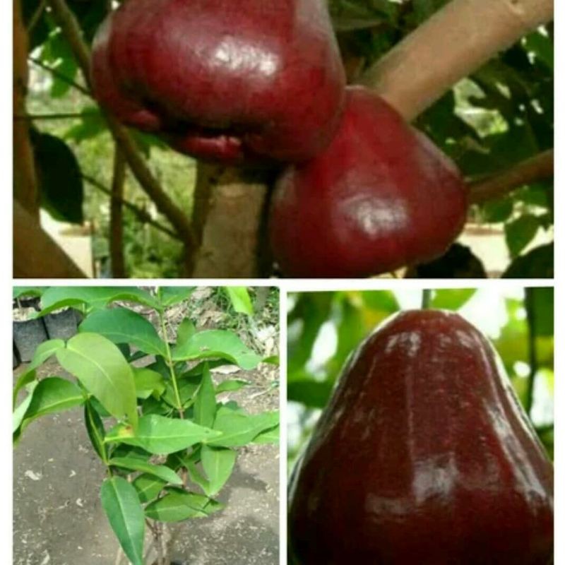 bibit buah jambu air black kingkong super manis
