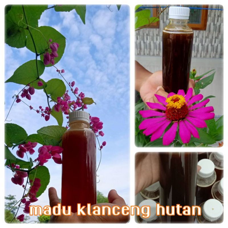 

madu klanceng hutan