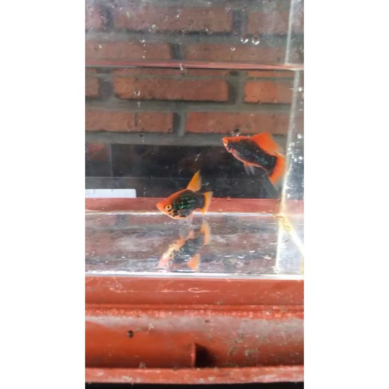 Platy pedang Tuxedo hamburg