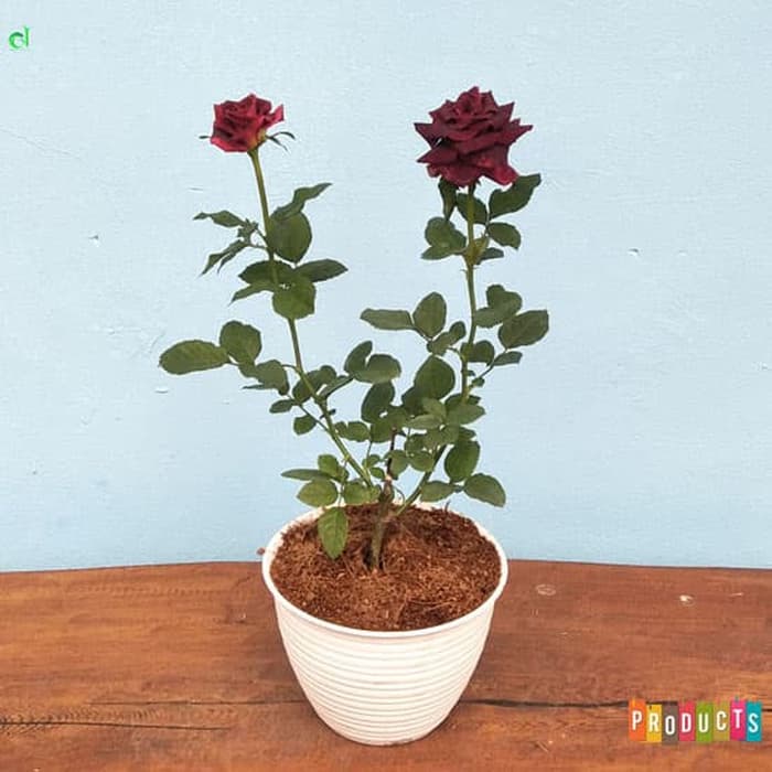 Tanaman Hias Bunga Mawar Merah - Bunga Mawar Hidup Berbunga / Bunga Mawar Merah Hidup