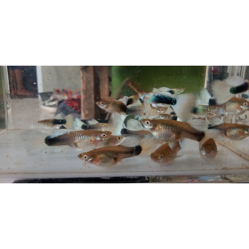 

Guppy HB WHITE