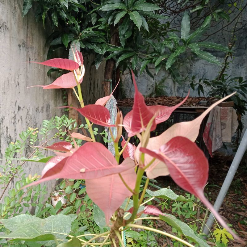 Ficus Bodhi Varian Pupus Merah / Ficus Religiosa Ori / Beringin Bodhi Bahan Bonsai