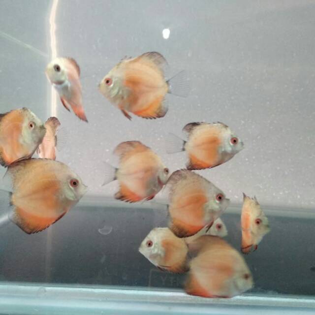 

Ikan discus red melon