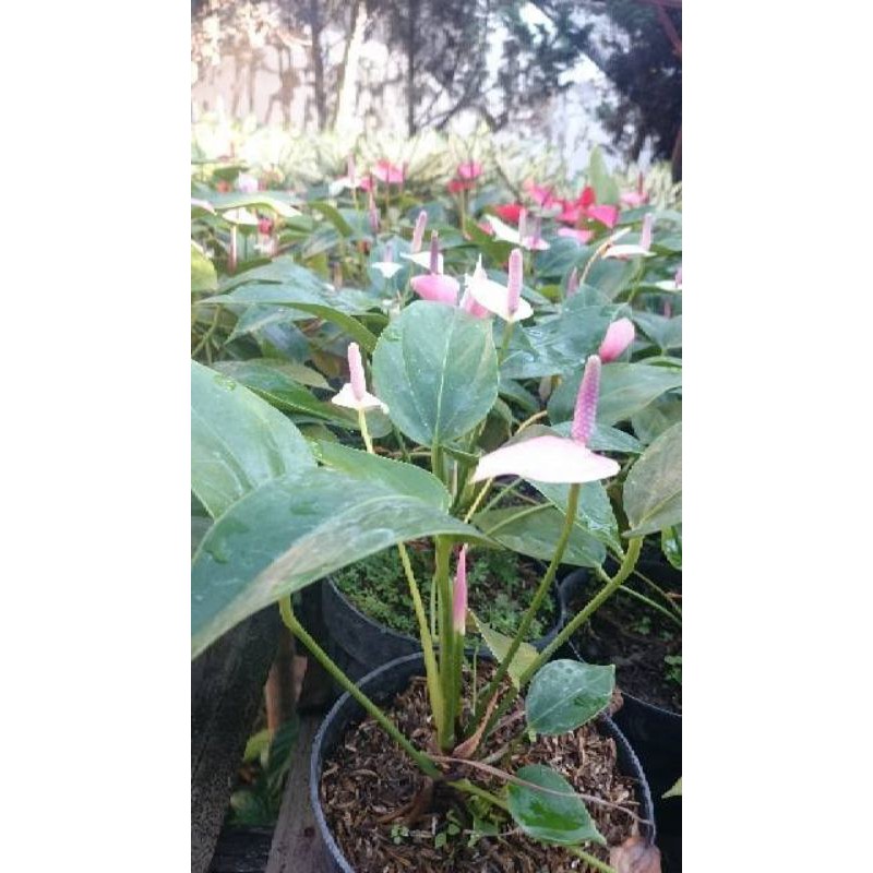 tanaman anturium mini/ bunga anturium