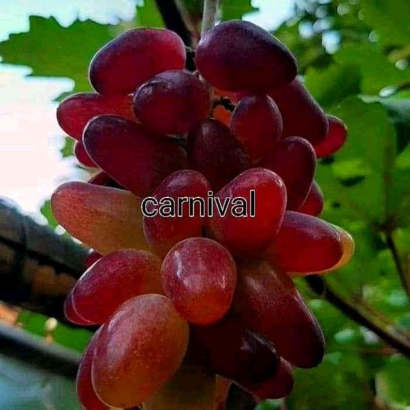 Bibit anggur import carnival