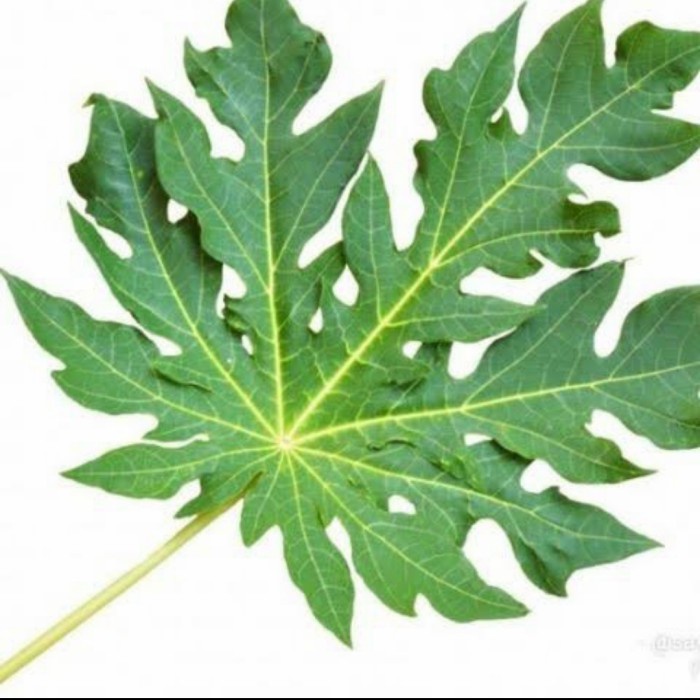 

daun paya seger / daun pepaya 200gram