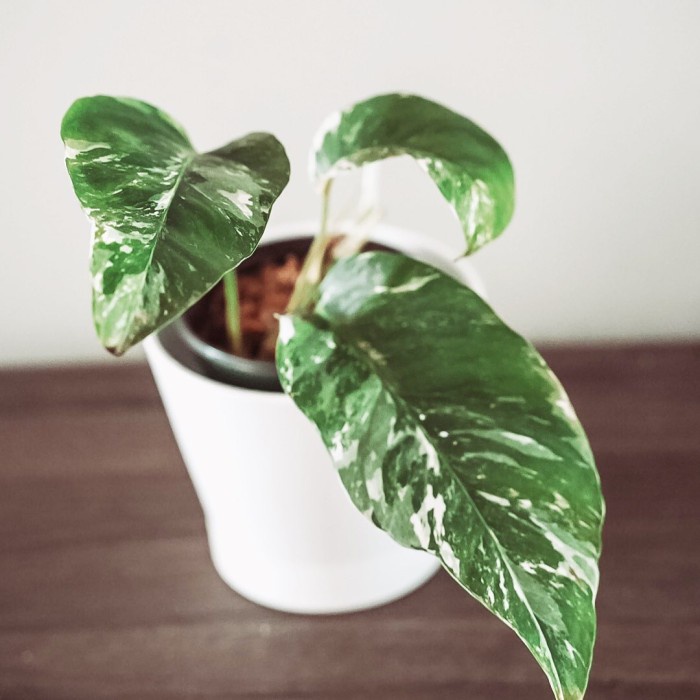 Epipremnum Pinnatum Variegata, Epipremnum Variegata, Epipremnum Albo