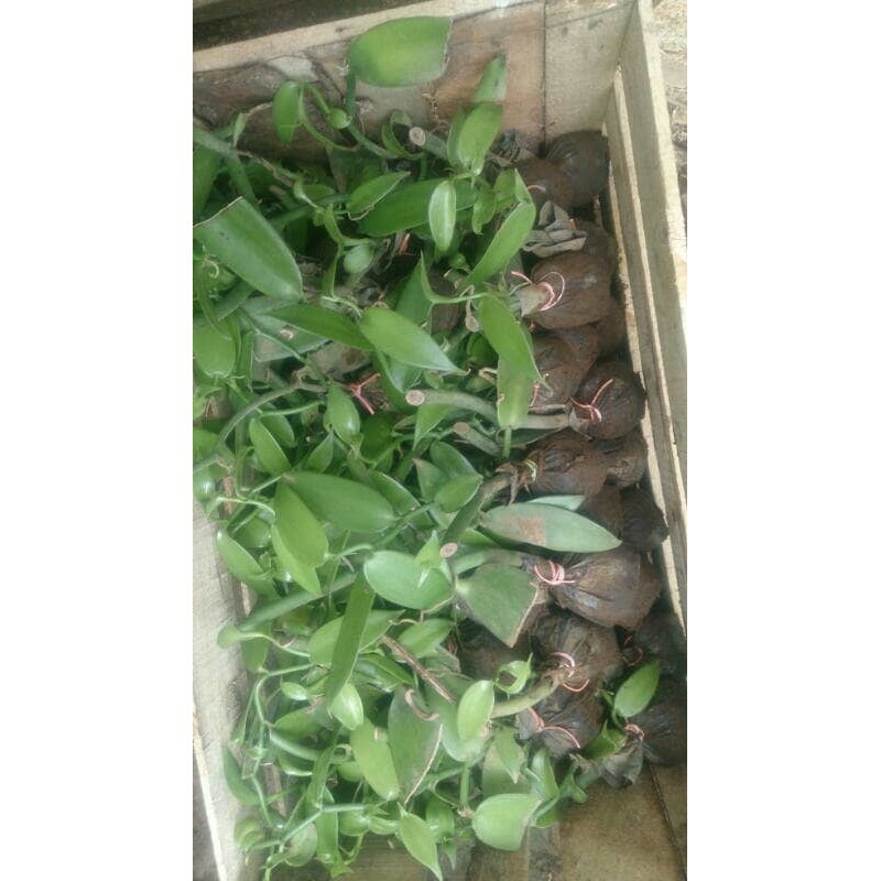 22 Bibit Vanili Plani Super Unggul Diskon