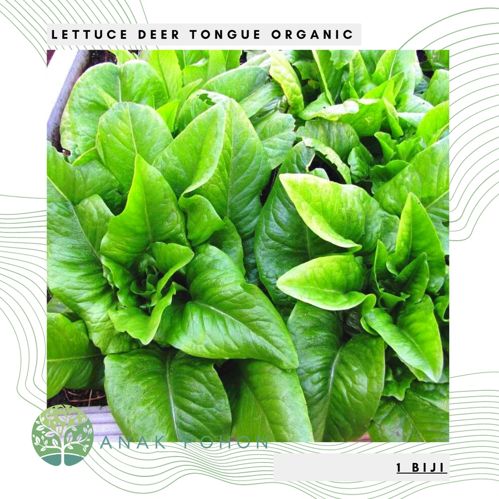 Benih Bibit Biji - Lettuce Deer Tongue Selada Organic Seeds - IMPORT