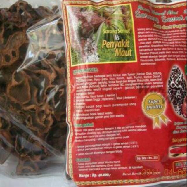 Sarang semut papua