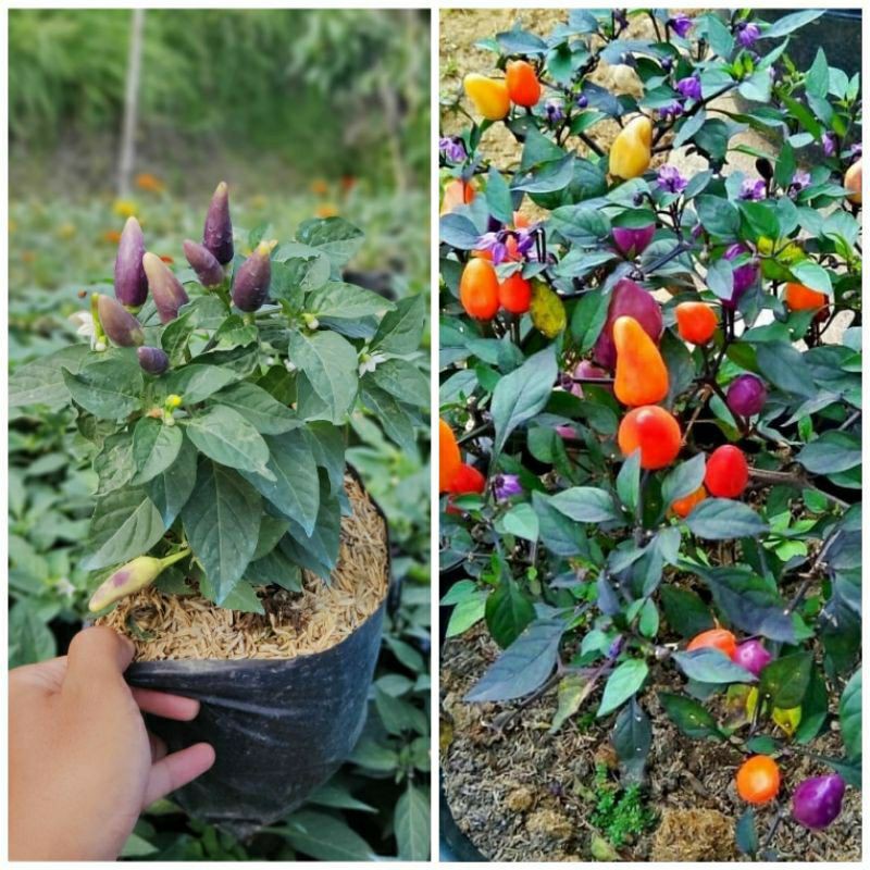 Bibit Tanaman Cabe Pelangi - Cabe Pelangi - Cabe Pelangi Berbuah - Bibit Cabe Pelangi Berbuah