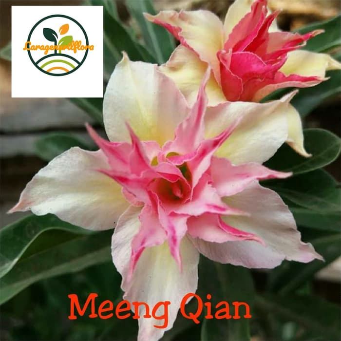

bibit Bunga Kamboja adenium Jepang-meeng qian