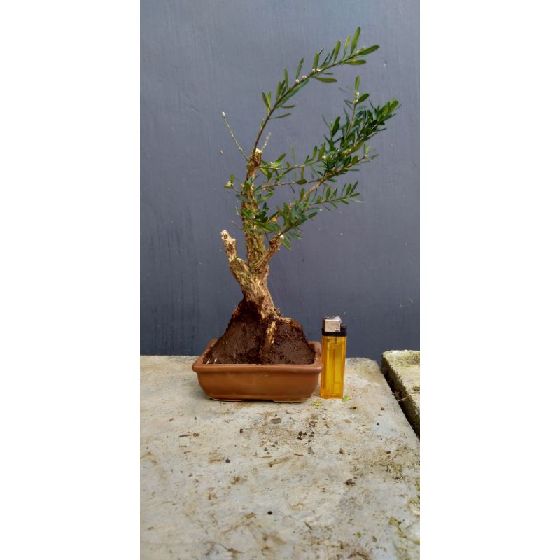 bahan/ bibit bonsai boxus prospek/ bahan boxus prospek