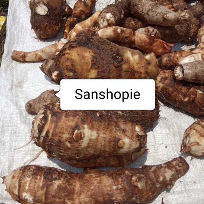 

Jual umbi talas segar dadakan Paket 1 kilo