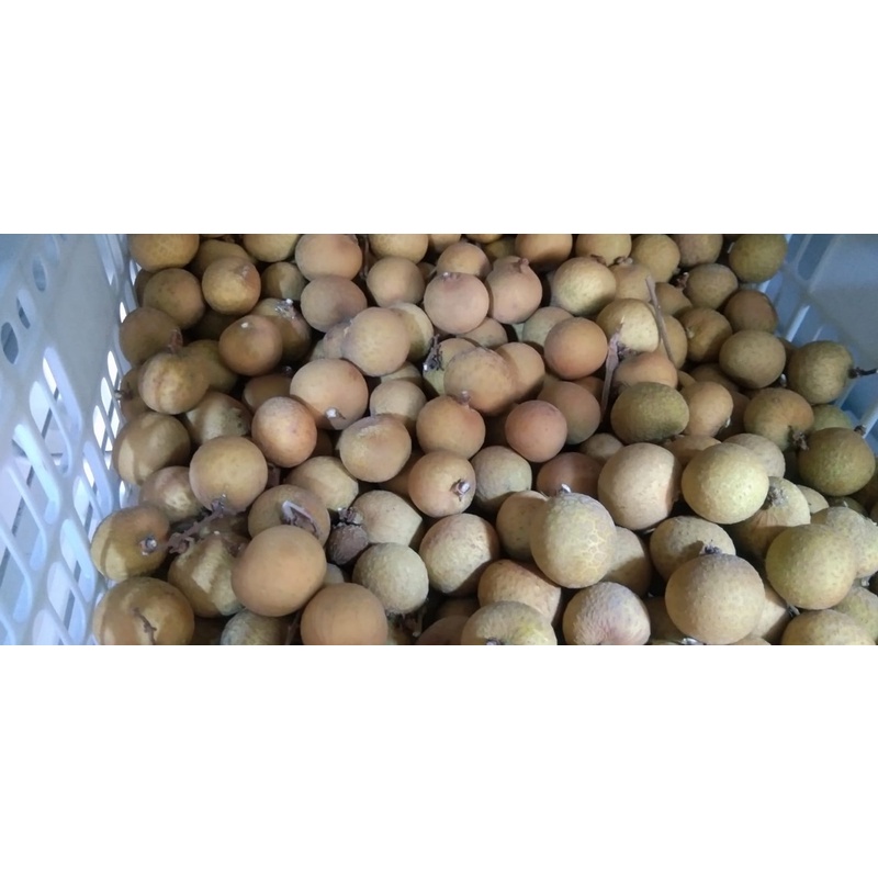 

Buah klengkeng 500gram / 1kg