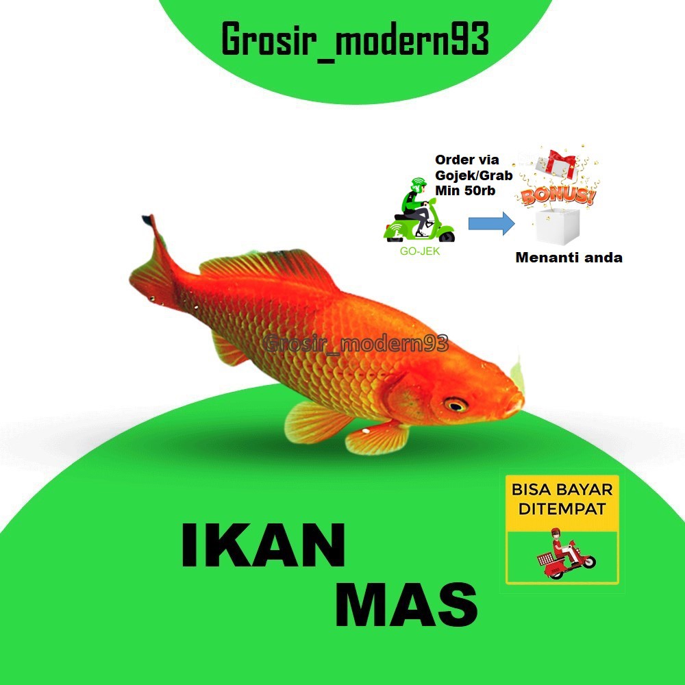 

Ikan Mas Segar 500Gram