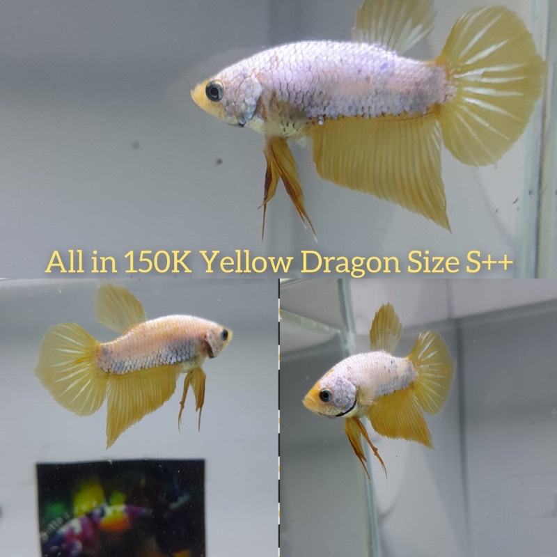 Cupang Yellow Dragon Size S+