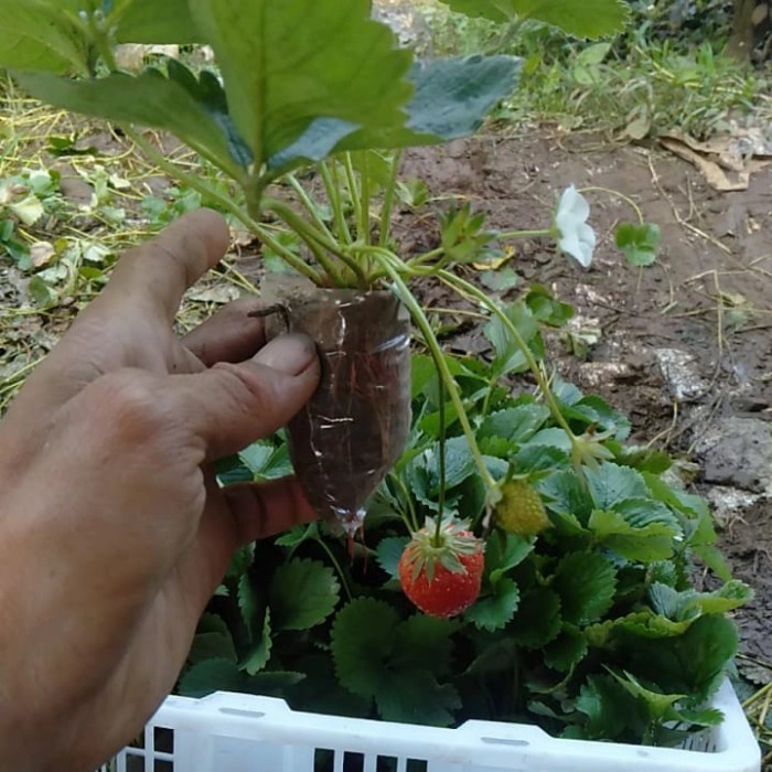 pohon tanaman strawbery korea berbuah dan berbunga bisa cod murah