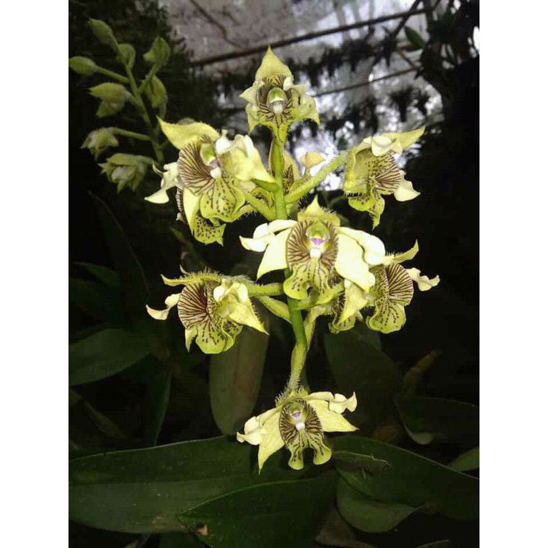 Bibit Anggrek spesies Dendrobium macrophyllum - anggrek jambrut katulistiwa asli jawa