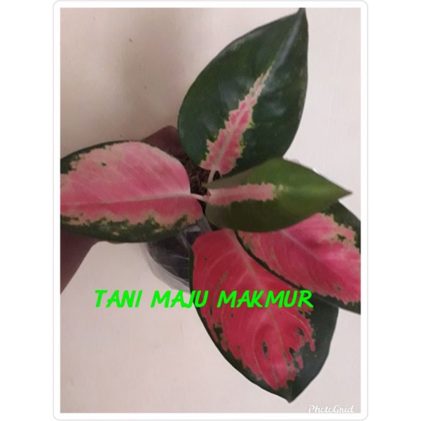 AGLONEMA KOCHIN PARAMUAY cantik