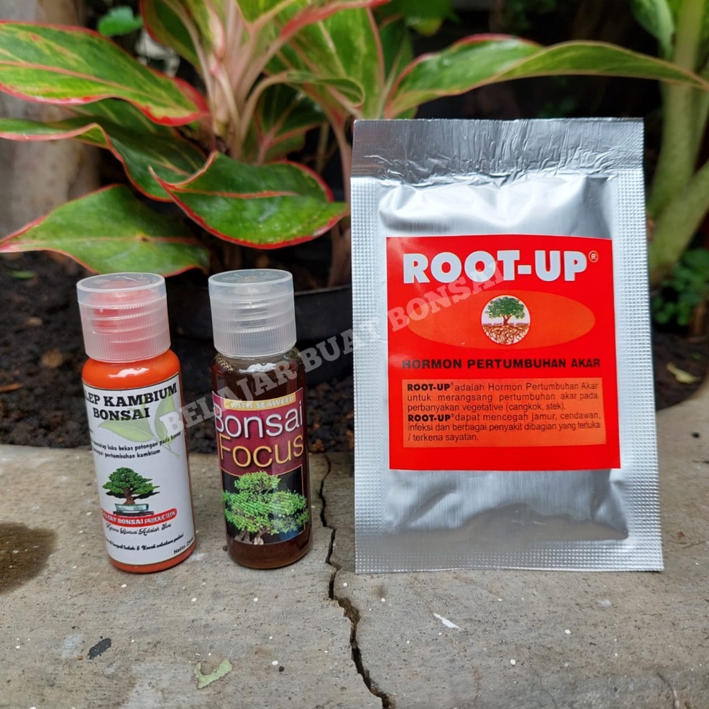 Pupuk Bonsai Paket 3 Jenis Salep Kambium Bonsai Focus Root Up