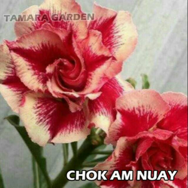 

Bibit Bunga Kamboja Adenium Chok Am Nuay