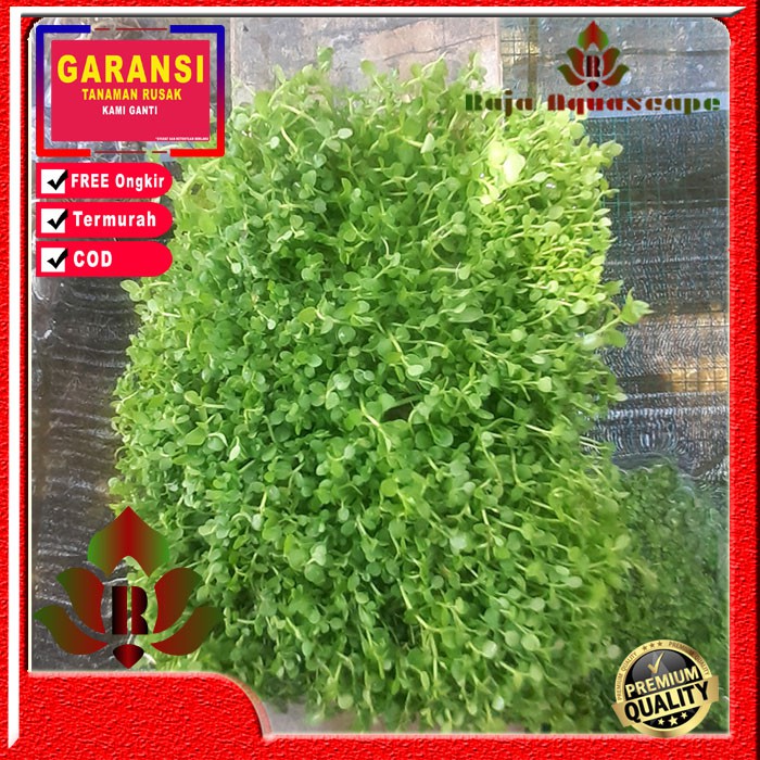 Monte karpet Tanaman aquascape hiasan akuarium