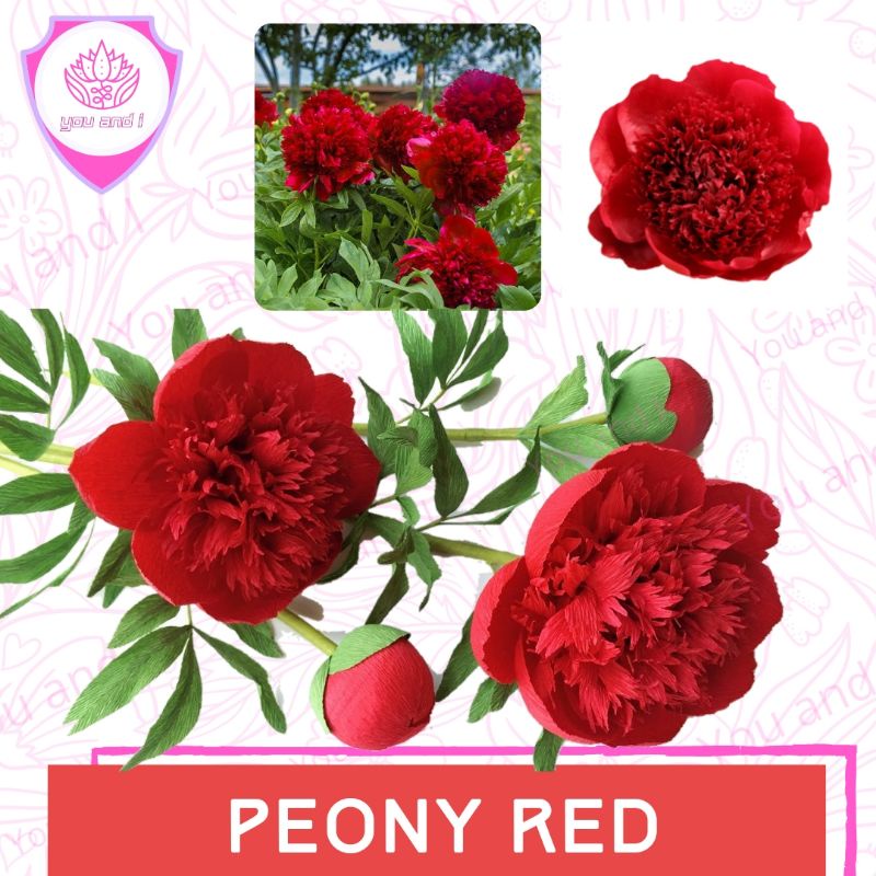 Benih PEONY RED - Biji Bibit Bunga