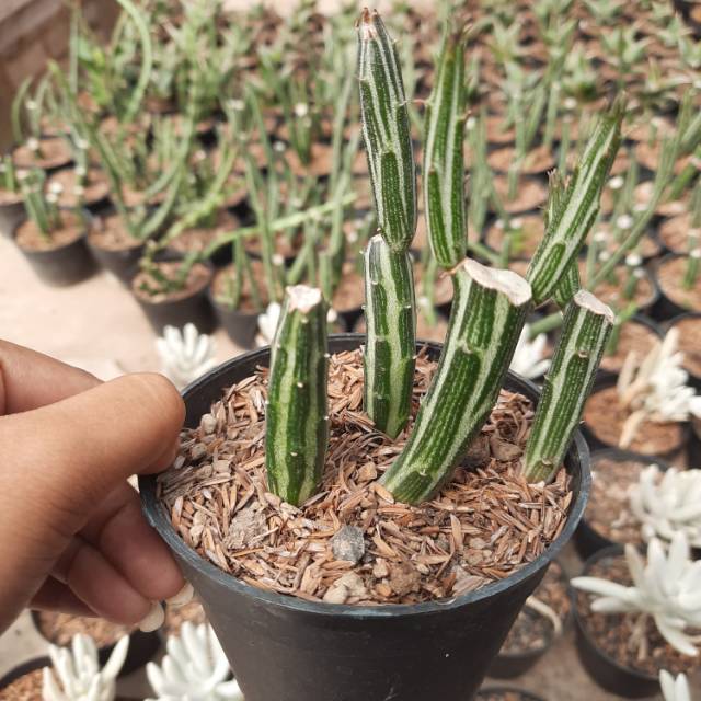 

Pensil / Kaktus Hias / Kaktus Murah / Kaktus mini