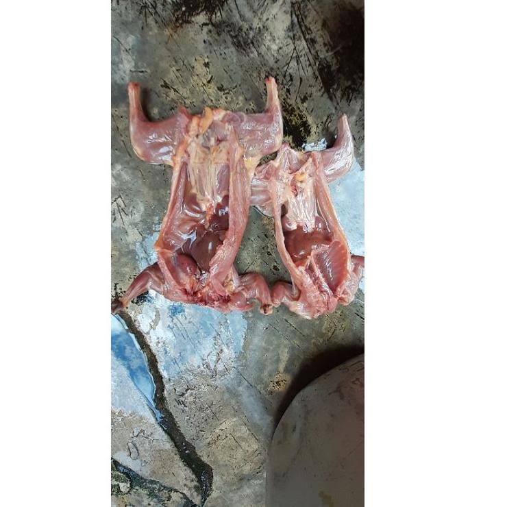 

VCJY DAGING TUPAI UNGKEUP SIAP GORENG PER 1 EKOR - DAGING BAJING KELAPA - DAGING TUPAI KELAPA SIAP GORENG focn82
