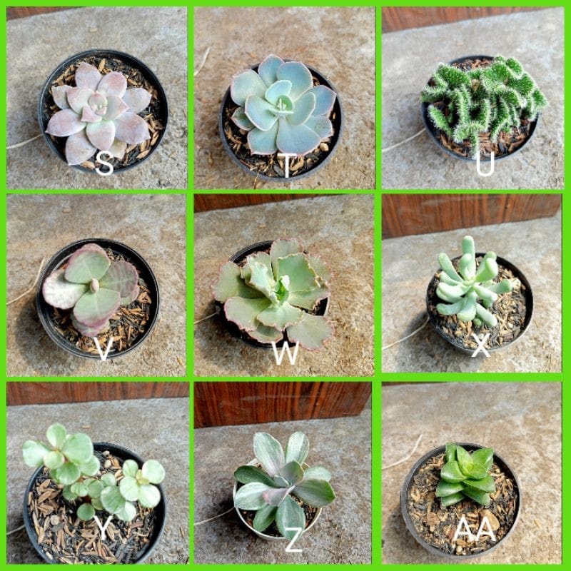 Tanaman Hias Kaktus Sukulen/Succulent Ukuran Mini Okulasi