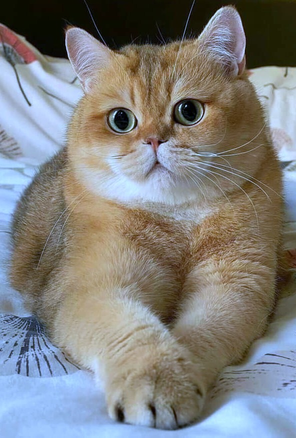 Nipple / Nepel Selang Drat Luar Kuningan 1/2 X 1/2