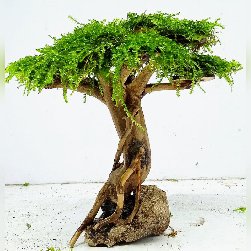 BONSAI MINI AQUASCAPE BONUS MOSS