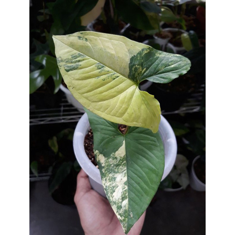 Syngonium yellow var