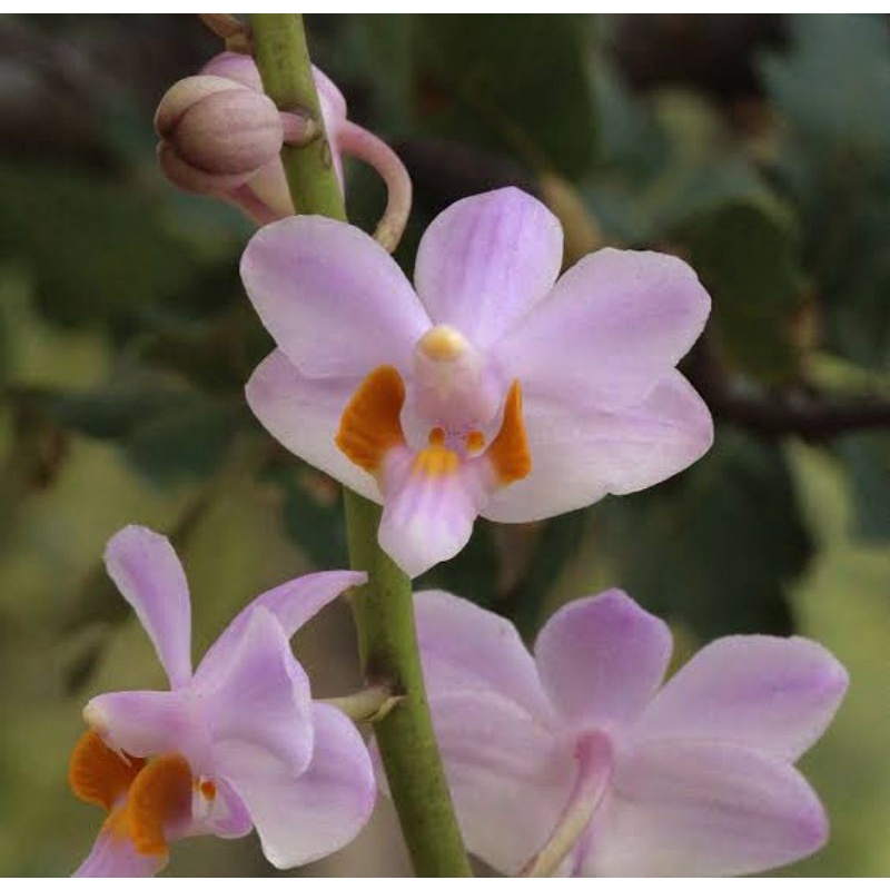 anggrek doritis pulchetima alba x doritis blue