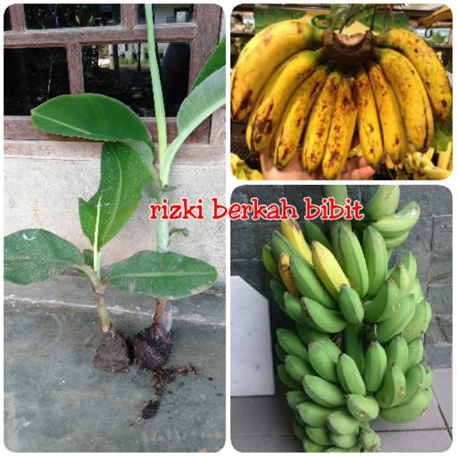 Bibit pisang raja bulu