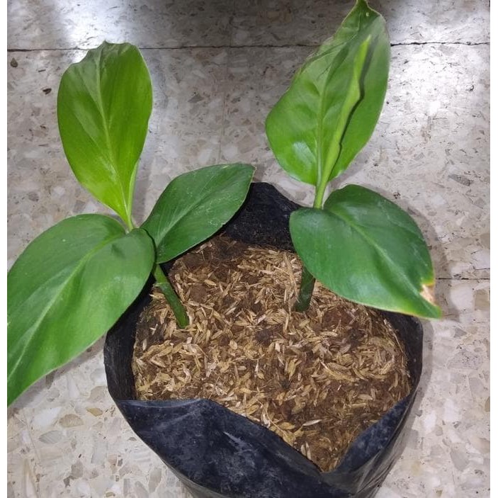 Bibit Tanaman Lengkuas Bibit Tanaman Laos Bibit Umbi Laos Lengkuas