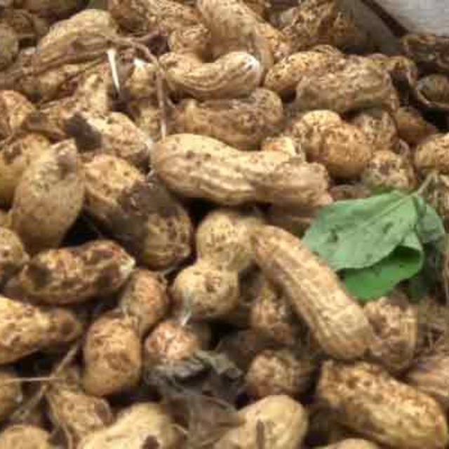 

Kacang tanah