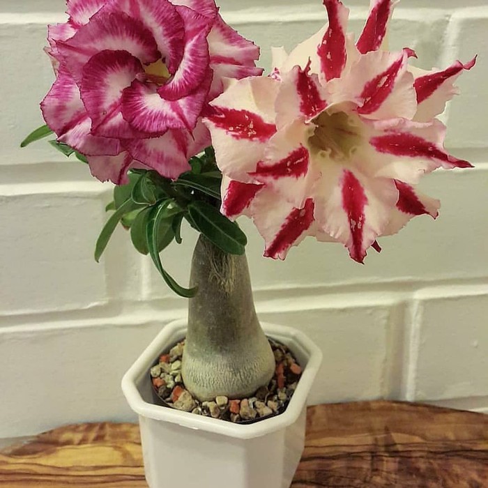 adenium