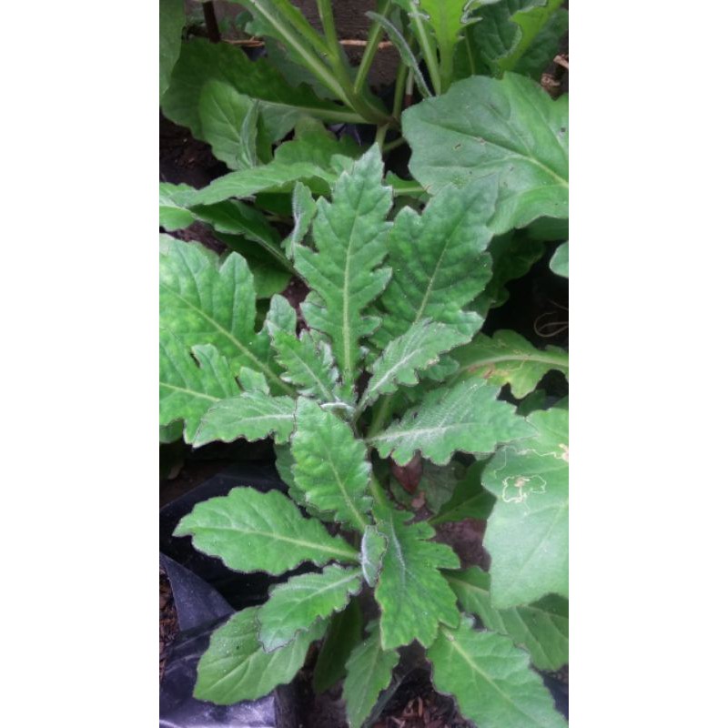 

Daun Dewa