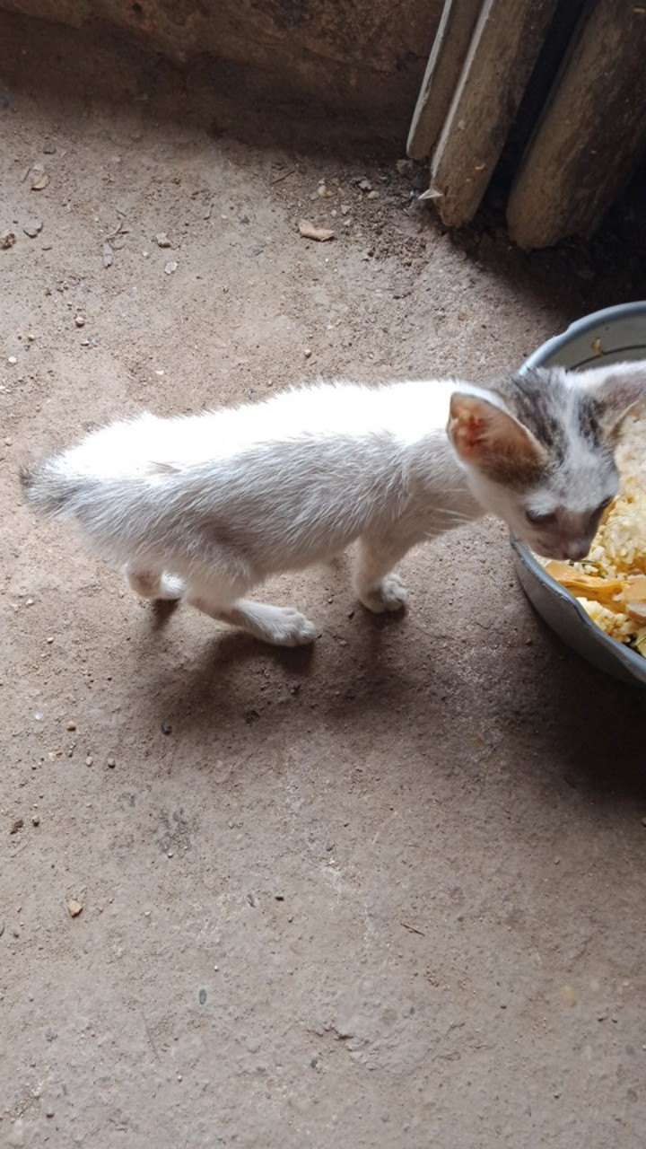 Cuci Gudang Celana Pendek Anak Celana Batik Murah