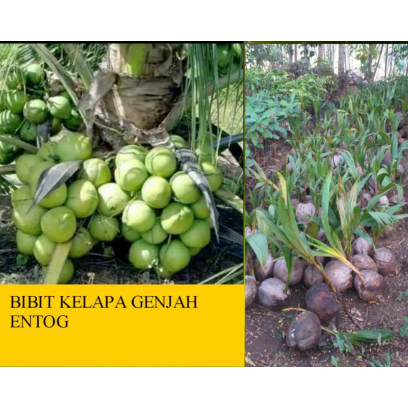

klapa entong
