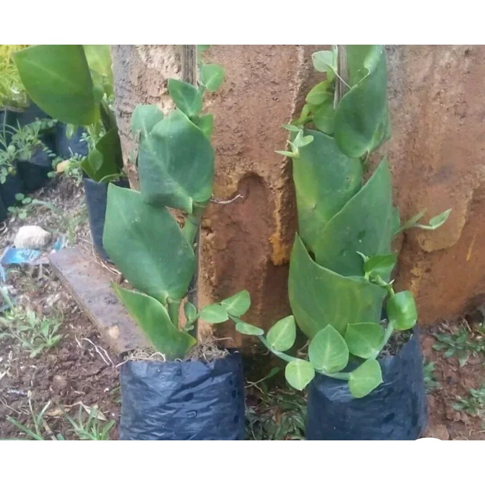 Dolar - Tanaman Hias Rambat Daun Dolar Daun Besar - Tanaman Dollar rambat - rhaphidophora hayi